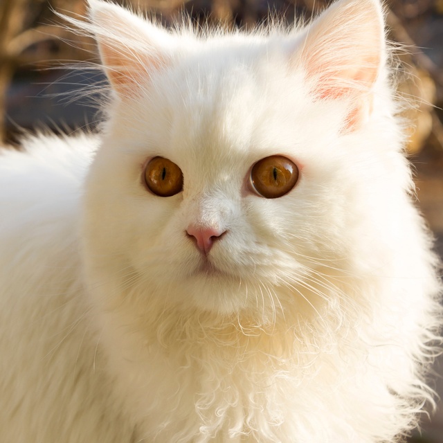Porträt einer Türkisch Angora mit großen braunen Augen