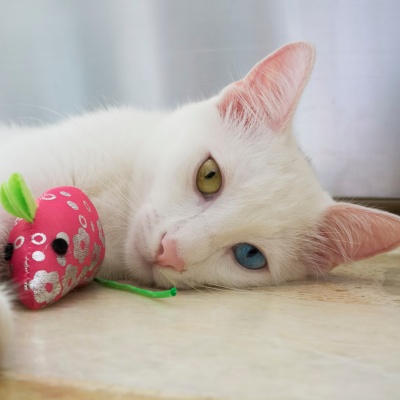 a lying Turkish Angora