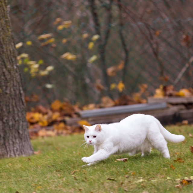 Eine Türkisch Angora läuft im Gras