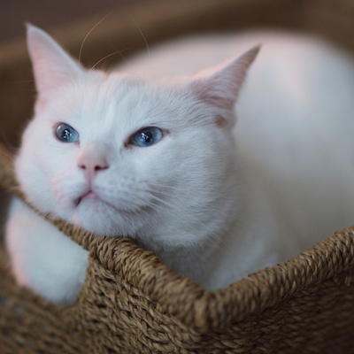 a Turkish Angora in a wicker basket