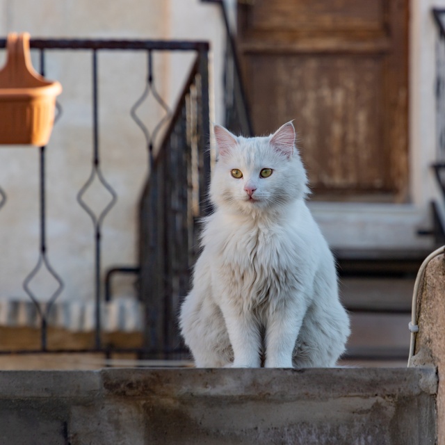 Eine Türkisch Angora sitzt vor einem Haus
