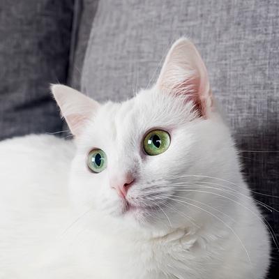 Gesicht einer Türkisch Angora mit grünen Augen