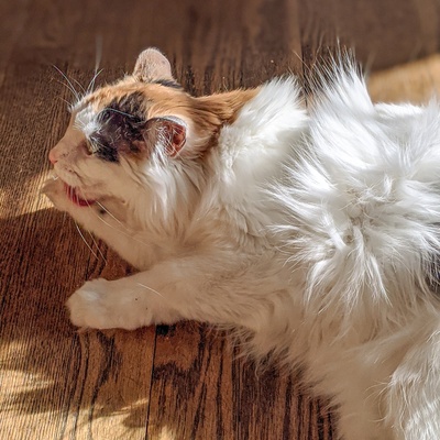 Eine Türkisch Angora, die auf dem Boden liegt und sich wäscht