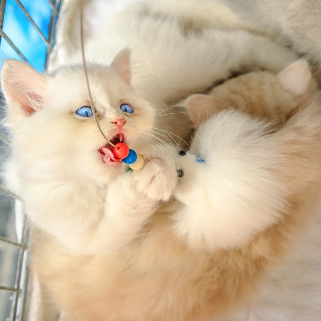 A Turkish Angora playing