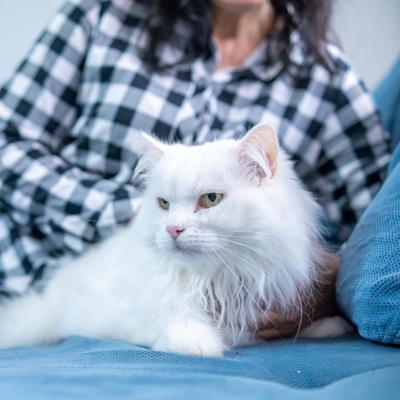 a Turkish Angora on a sofa with its owner