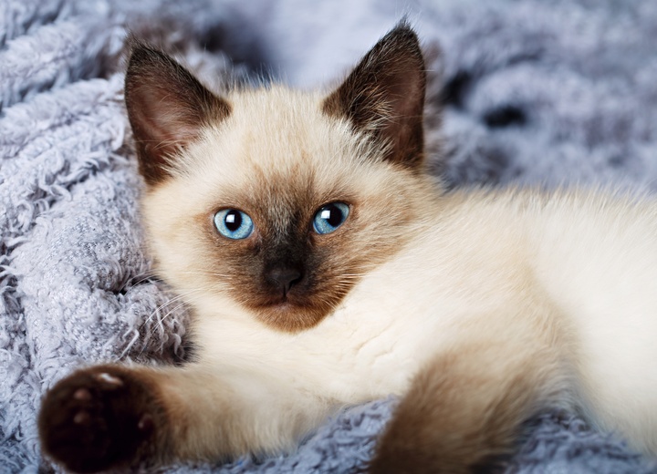 A beautiful Balinese with blue eyes