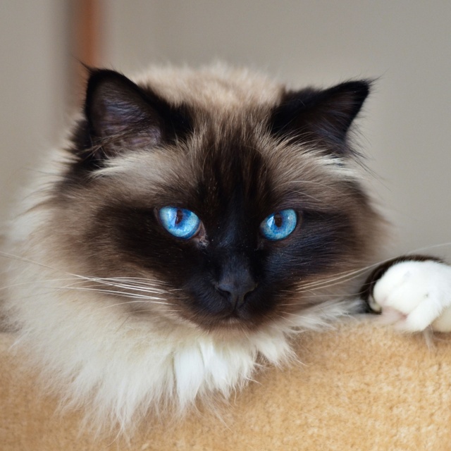 A portrait of a Balinese cat with his head resting on a ledge