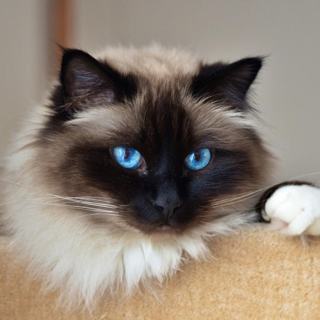 A portrait of a Balinese cat with his head resting on a ledge