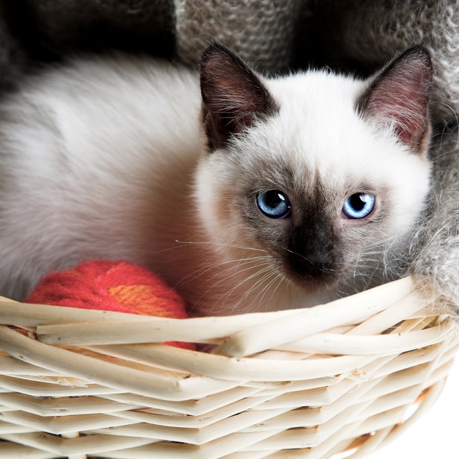 A Balinese in a basket with wool balls