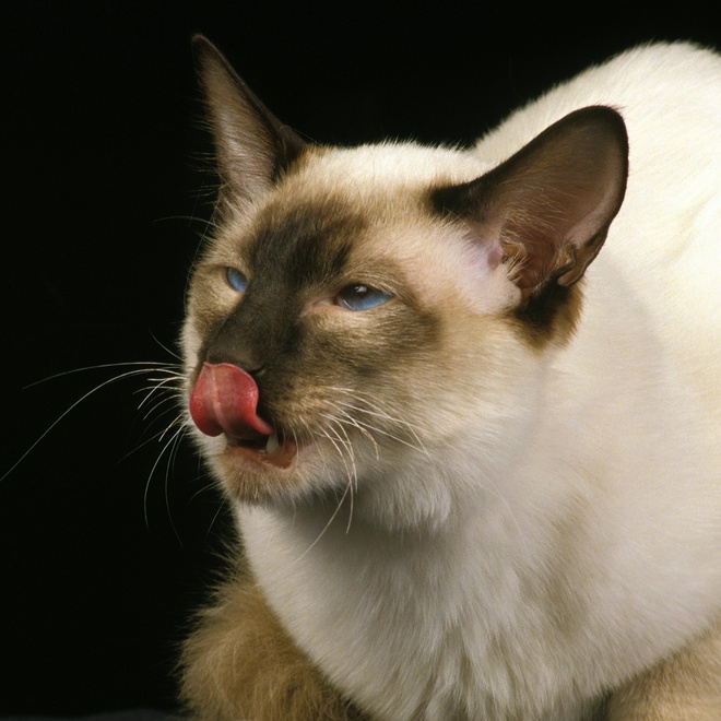 A Balinese licking his lips