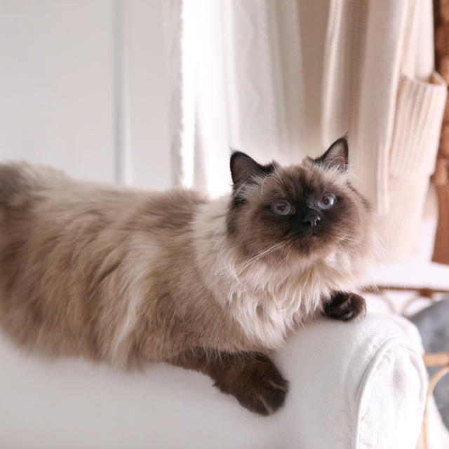 A Balinese lying on a white sofa