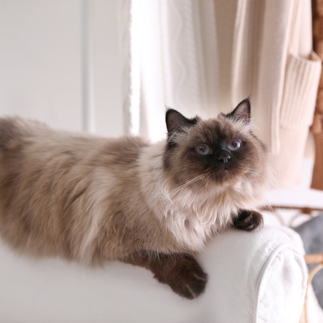 A Balinese lying on a white sofa