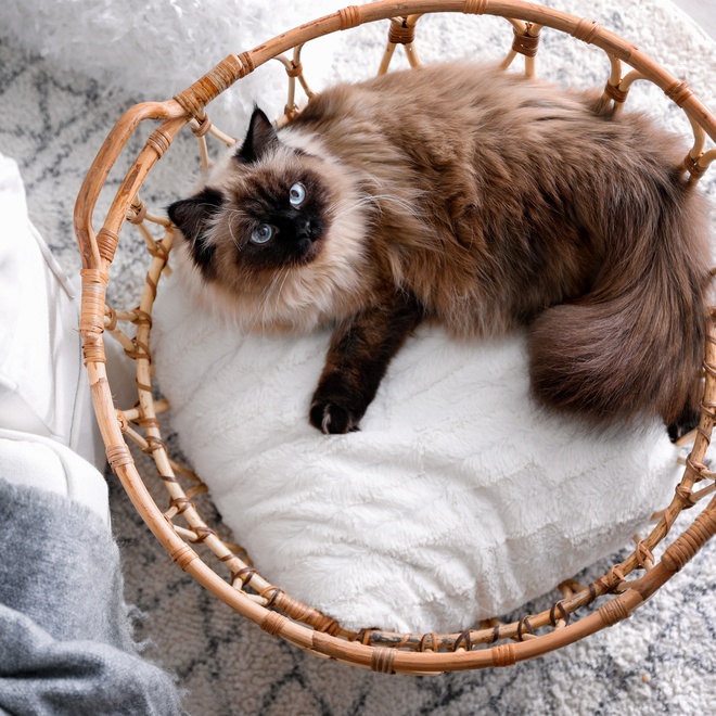 A Balinese lying in his basket