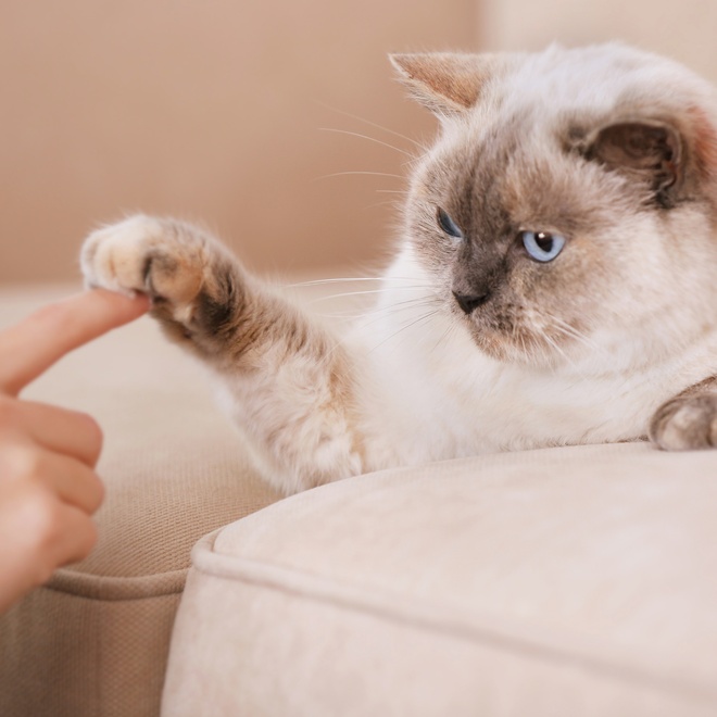 A Balinese giving his paw to his owner