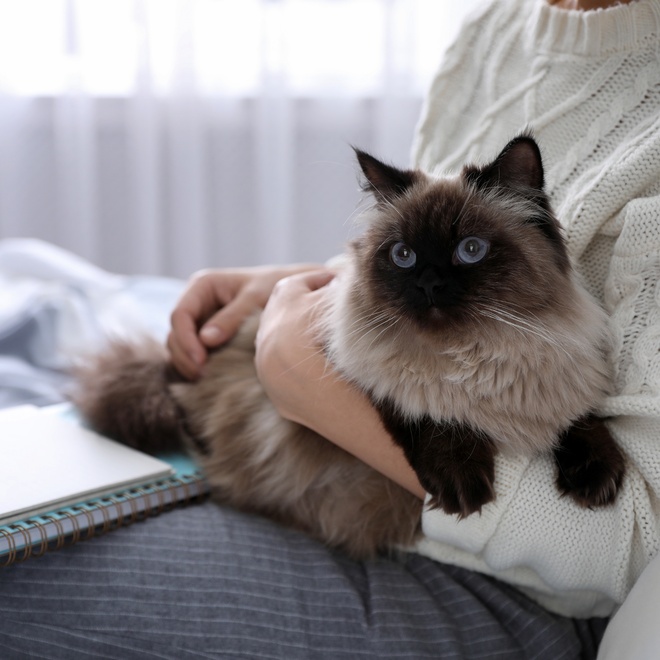 A Balinese in his owner's arms