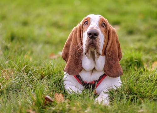 A brown-eared basset hound stretched out on the grass, looking up at the sky.