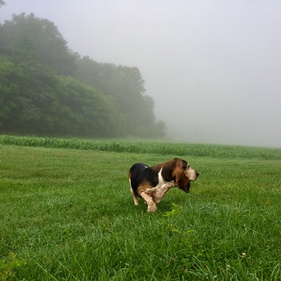 A basset hound walking on a plain.