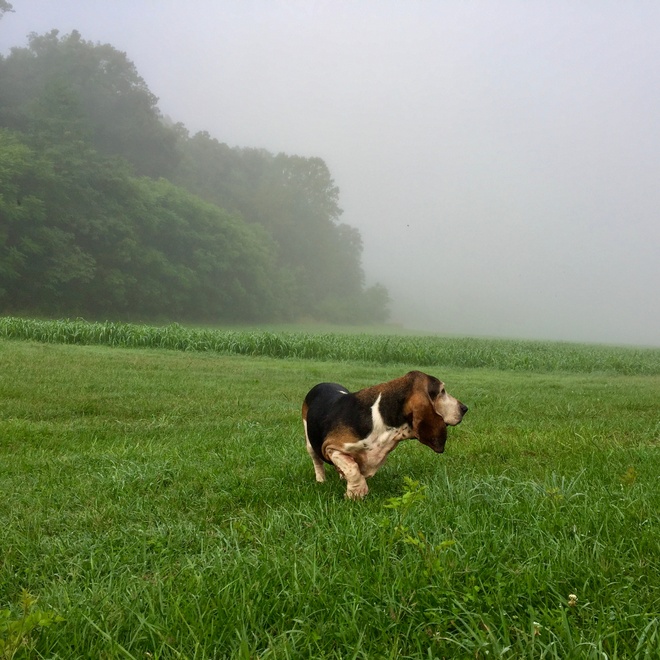 A basset hound walking on a plain.