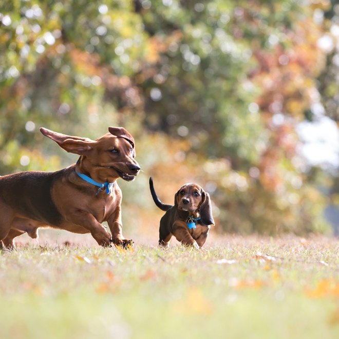 A basset hound with its little baby running through the fields