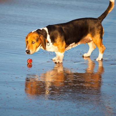A basset hound at the beach playing with a ball