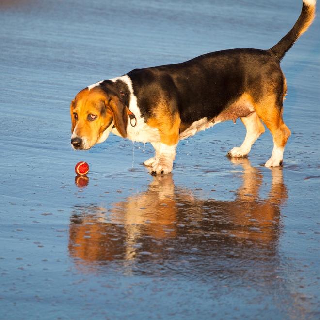 A basset hound at the beach playing with a ball