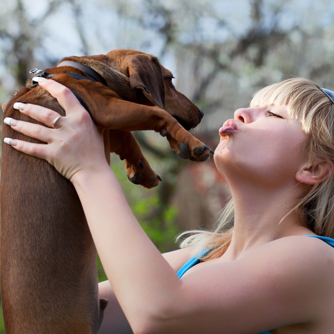 A human raising a basset hound in his hands.