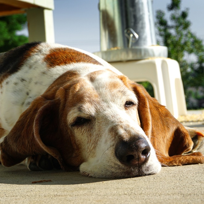 A basset hound lying on the ground, dozing