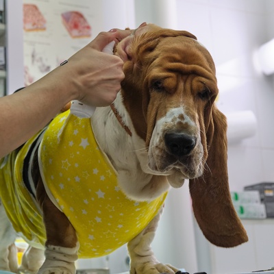 A basset hound at the vet's, being examined