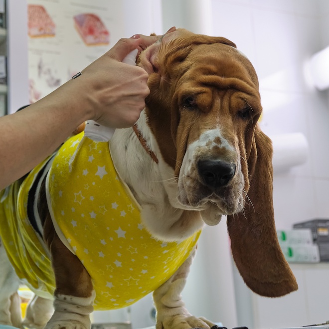 A basset hound at the vet's, being examined
