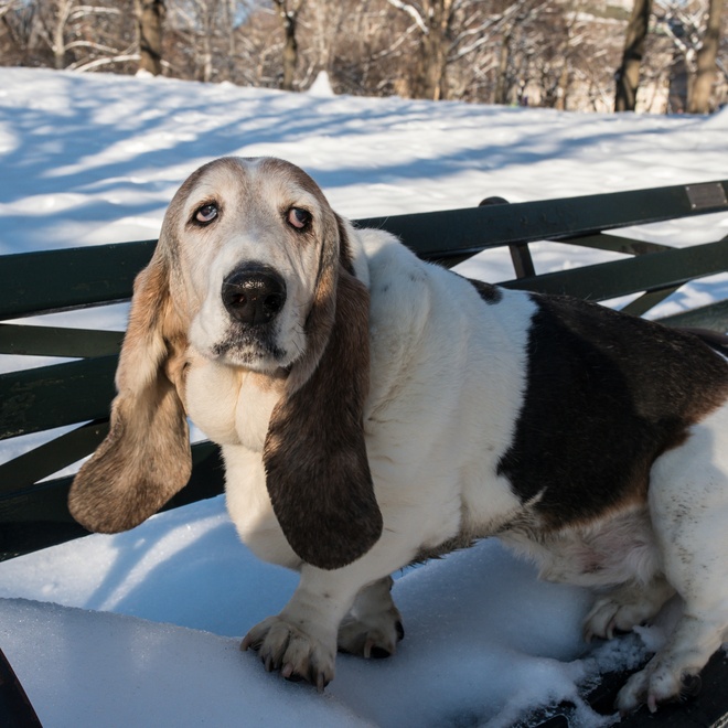 A basset hound on a snow-covered bank