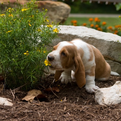 A little basset hound eating a flower.