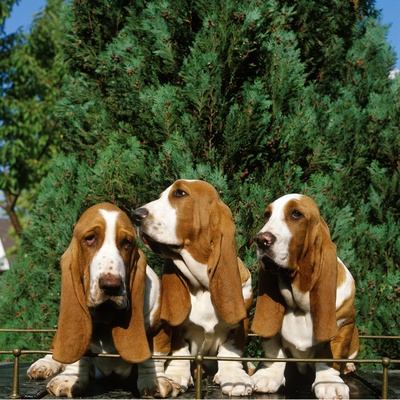 Three basset hounds side by side outside