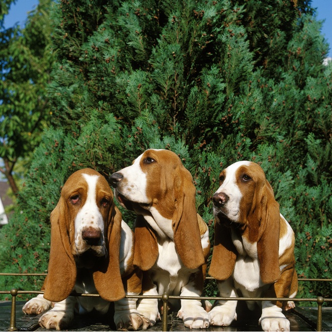 Three basset hounds side by side outside