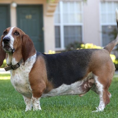 A basset hound standing in the grass, looking majestic.