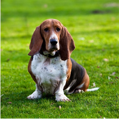 A basset hound sitting in the grass.