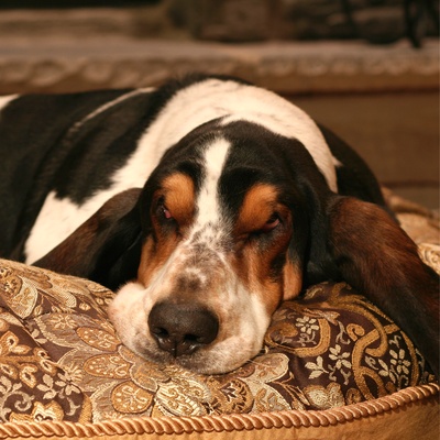 The head of a sleeping basset hound resting on a cushion.