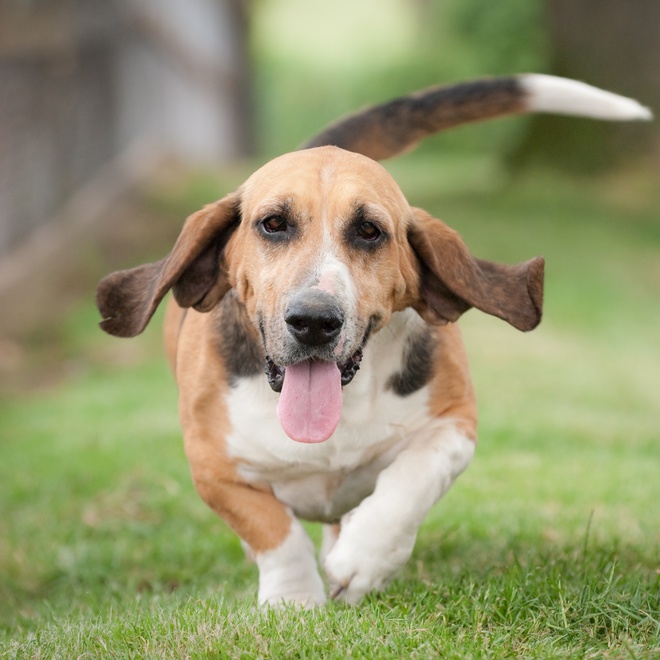 A young basset hound running through the grass with its tongue out.