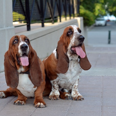 Two basset hounds sitting on a pavement sticking out their tongues