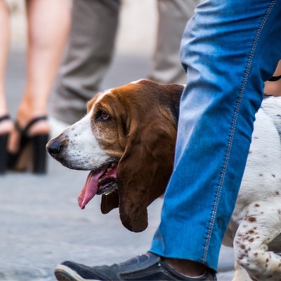 A basset hound between his master's legs.