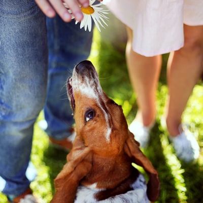 A basset hound reaching for the flower his master is showing him.