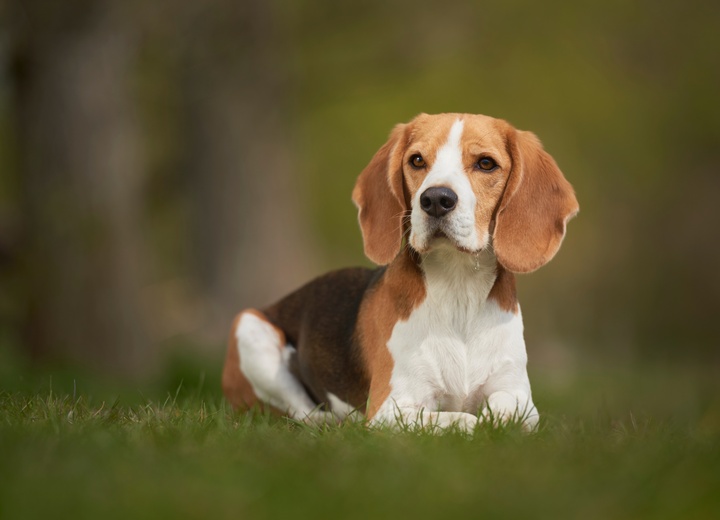 A Beagle lying in the grass