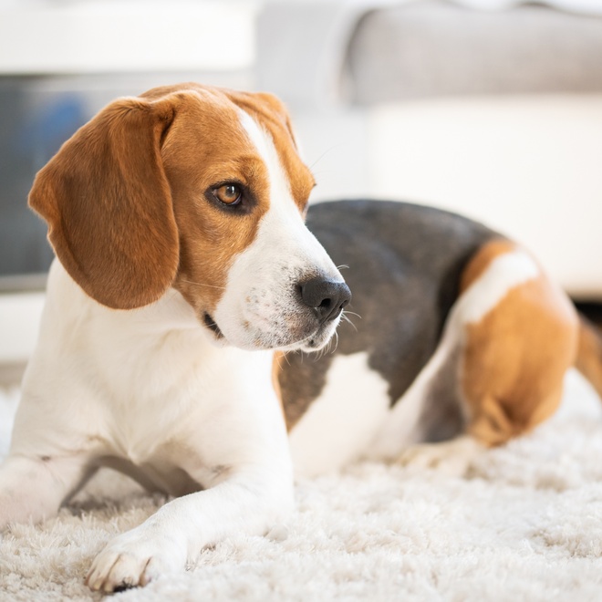 A beagle lying on a carpet