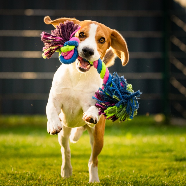 A Beagle running with a toy