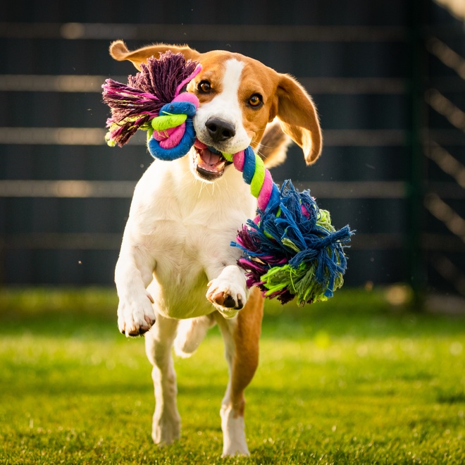 A Beagle running with a toy