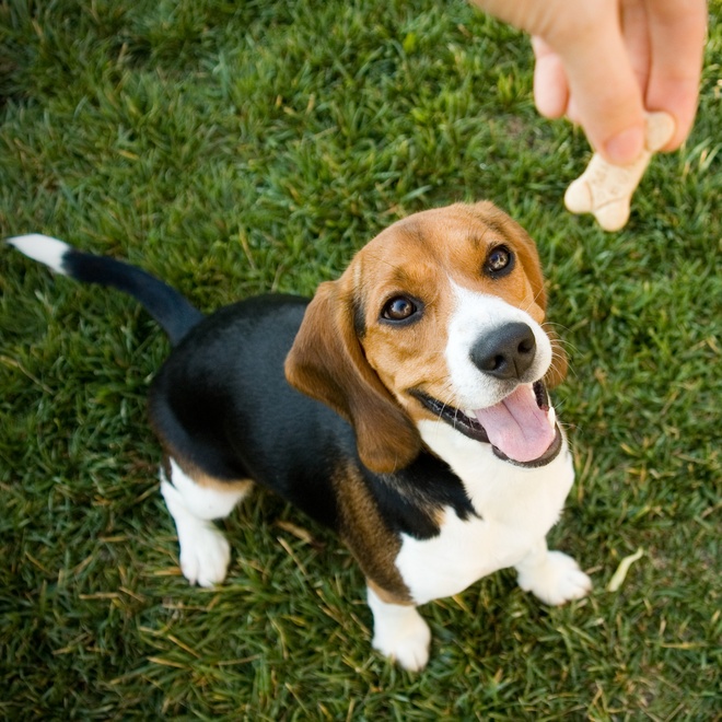 A Beagle waiting to be offered a treat