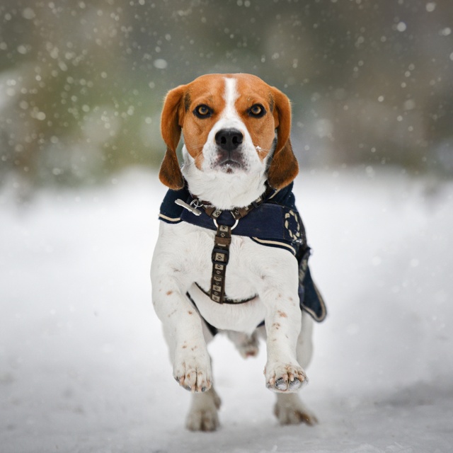 A Beagle running in the snow