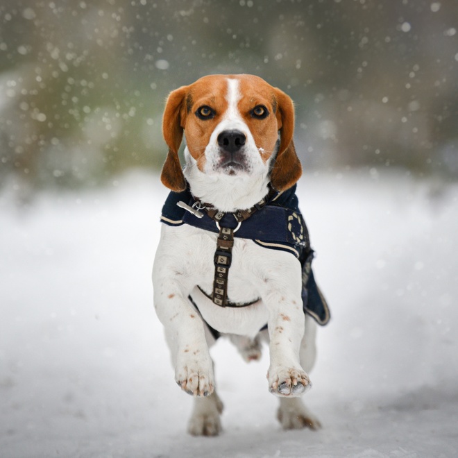 A Beagle running in the snow