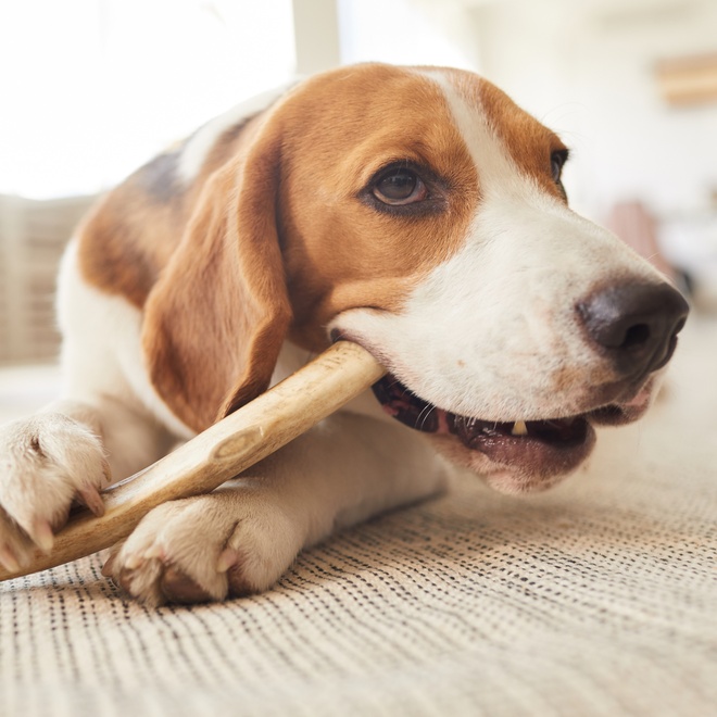 A Beagle gnawing on a stick