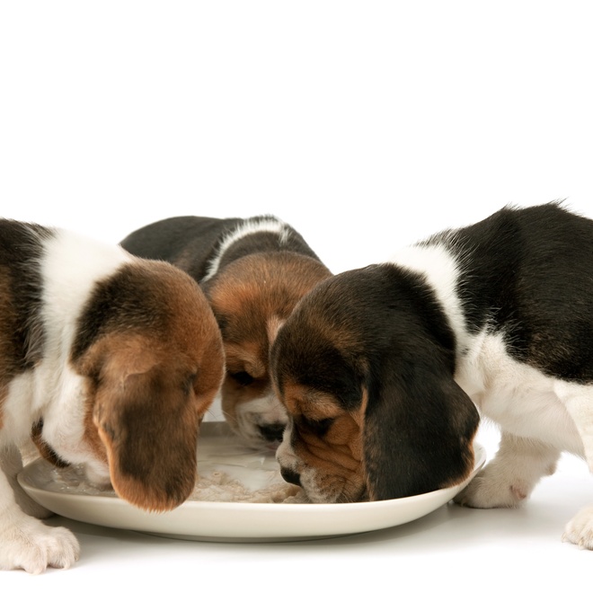 Three Beagles puppies eating off a plate