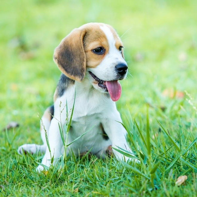 A Beagle puppy sitting in the grass